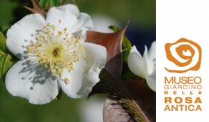 Museo Giardino della Rosa antica